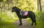 Zwarte shetlander, Dieren en Toebehoren, Pony's, Ruin, A pony (tot 1.17m), Recreatiepony, 7 tot 10 jaar
