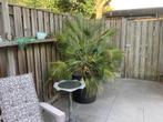 Te koop Palmboom Chamaerops Humilis incl. pot, 100 tot 250 cm, Zomer, Palmboom, Ophalen