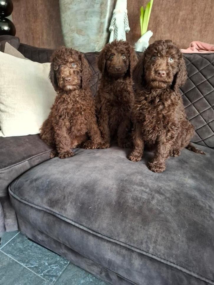 Choco koningspoedel pups, Dieren en Toebehoren, Honden | Chihuahua's en Gezelschapshonden, Meerdere dieren, Poedel, Fokker | Hobbymatig