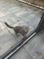 Britse korthaar poes, Dieren en Toebehoren, Poes