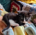 1 halve britse korthaar kitten meisje mag nu weg, Dieren en Toebehoren, Katten en Kittens | Raskatten | Korthaar, Meerdere dieren