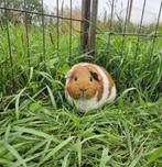Haring zoekt een huisje! (cavia zeugje), Dieren en Toebehoren, Knaagdieren, December, Vrouwelijk, Cavia