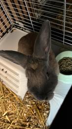 Vrouwtjes konijn 4 maandjes oud, Dieren en Toebehoren, Vrouwelijk