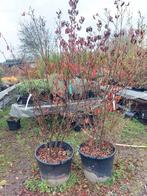 Cornus kousa chinensis, Ophalen, Volle zon, Overige soorten, 100 tot 250 cm