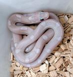 Korenslangen ultramel charcoal, Dieren en Toebehoren, Reptielen en Amfibieën, Slang, 0 tot 2 jaar