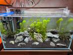 Compleet aquarium inclusief co2, Ophalen, Zo goed als nieuw, Gevuld zoetwateraquarium