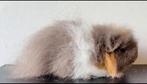 Ch teddy beer cavia, Dieren en Toebehoren, Knaagdieren, April, Mannelijk, Cavia
