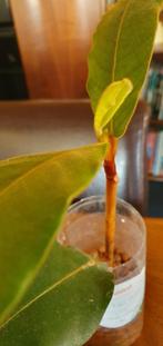 prachtige Ficus, voelt fluweel aan!, Ophalen, Overige soorten, Minder dan 100 cm
