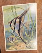 Maanvis - Ko van den Broecke, Verzamelen, Ansichtkaarten | Themakaarten, Verzenden, 1960 tot 1980, Gelopen, Overige thema's