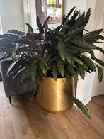 Grote intratuin pot met grote planten, doorsnee pot 60 cm, Huis en Inrichting, Kamerplanten, Ophalen, Overige soorten, Minder dan 100 cm