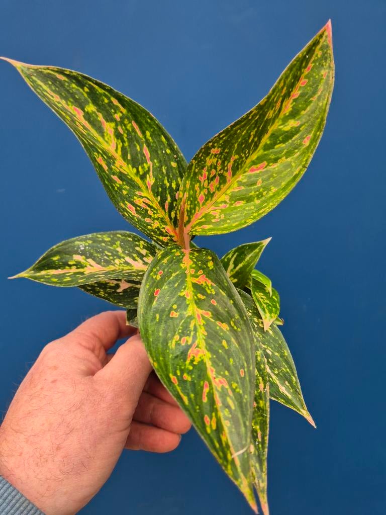 Aglaonema p9, Ophalen of Verzenden, Halfschaduw, Minder dan 100 cm
