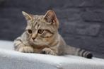 Britse korthaar kittens met stamboom, mogen verhuizen ️, Dieren en Toebehoren, Katten en Kittens | Raskatten | Korthaar, Meerdere dieren
