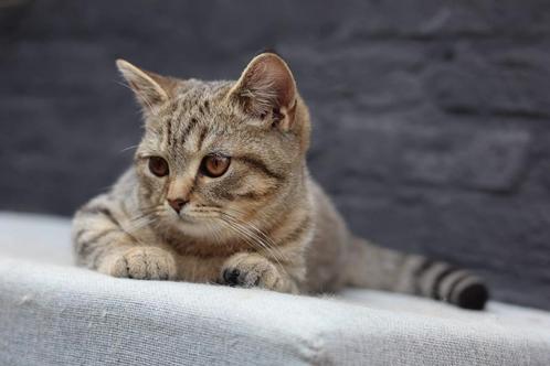 Britse korthaar kittens met stamboom, mogen verhuizen ️, Dieren en Toebehoren, Katten en Kittens | Raskatten | Korthaar, Meerdere dieren