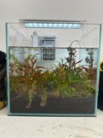 4 Neontetra visjes, aquarium oa filter, heater, plantjes ++, Dieren en Toebehoren, Zo goed als nieuw, Ophalen, Gevuld zoetwateraquarium
