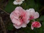 Rosa Bonica – roze, lage roos – 11 stuks, Overige soorten, Volle zon, Vaste plant, Ophalen of Verzenden