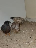 Chinese dwergkwartels, Dieren en Toebehoren, Vogels | Overige Vogels, Meerdere dieren, Tropenvogel