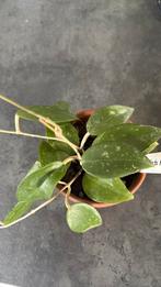 Hoya vertilata black margin, Ophalen of Verzenden, Halfschaduw, Minder dan 100 cm