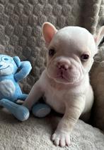 Prachtige franse bulldog pups, Rabiës (hondsdolheid), 8 tot 15 weken, Bulldog, Meerdere