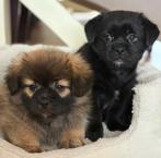 Reutje/teefje pekingees pup zoekt een lief baasje., Dieren en Toebehoren, Reu, 8 tot 15 weken, CDV (hondenziekte), Eén hond