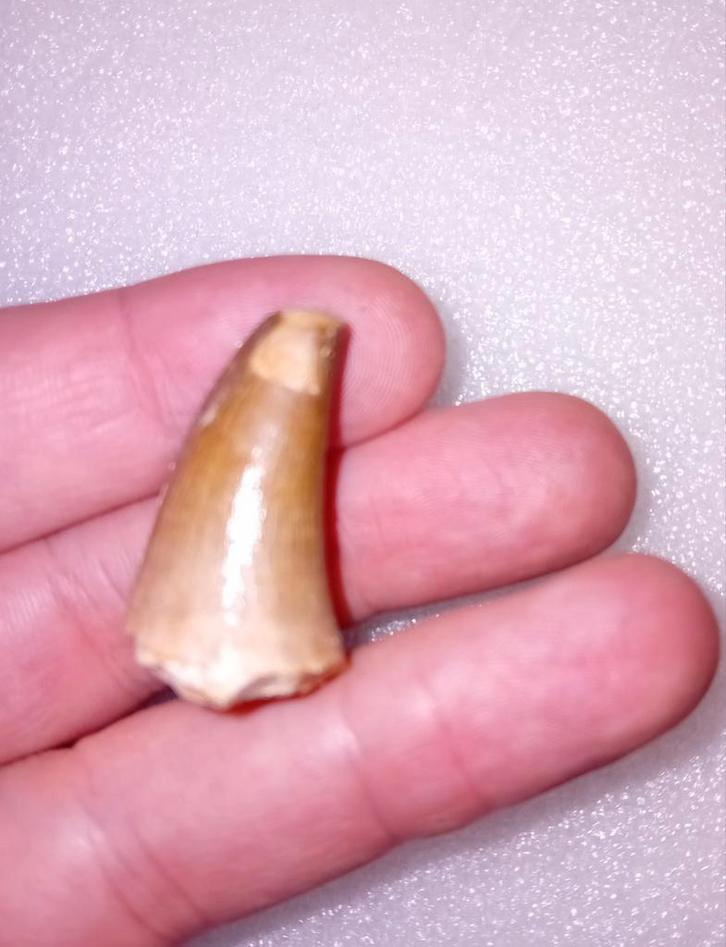 Conische mosasaurus tand, Verzamelen, Mineralen en Fossielen, Fossiel, Ophalen of Verzenden