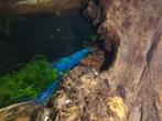 Neocaridina blue dream garnalen, Dieren en Toebehoren, Vissen | Aquariumvissen, Kreeft, Krab of Garnaal, Zoetwatervis, Schoolvis