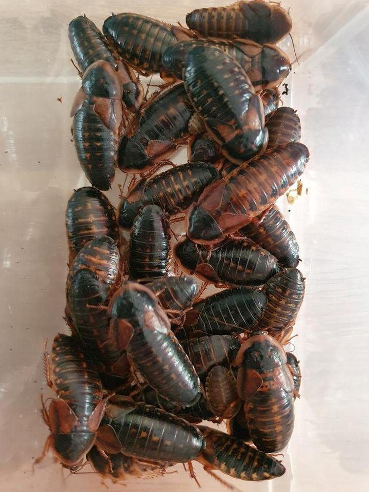 Dubia voedseldieren 50 stuks volwassenen, Dieren en Toebehoren, Insecten en Spinnen, Overige soorten