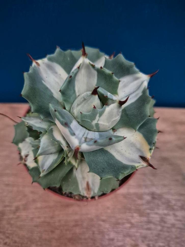 Agave Potatorum Ouhi-Raijin Variegata p8, Huis en Inrichting, Kamerplanten, Minder dan 100 cm, Halfschaduw, Ophalen of Verzenden