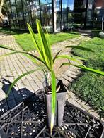 Trachycarpus Nanai Tal, Lente, Minder dan 100 cm, Palmboom, Ophalen