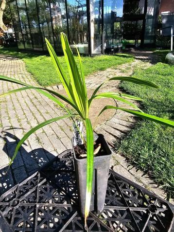 Trachycarpus Nanai Tal beschikbaar voor biedingen