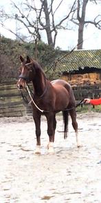 Ter lease verzorgpaard aangeboden., Dieren en Toebehoren, Ophalen, Nieuw, Dressuur