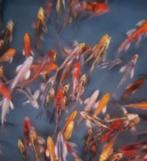 Import HQ Butterfly koi / Vlinderkoi 14 / 17 cm Koidreams, Dieren en Toebehoren, Karper of Koi