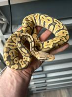 0.1 HQ Pastel Hypo, Dieren en Toebehoren, Reptielen en Amfibieën, Slang, 0 tot 2 jaar, Tam