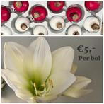 Amaryllis bollen in wax - Leuk als cadeau!, Ophalen, Overige soorten, Volle zon