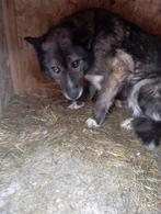 Herplaatser Teef hond Dymka zoekt familie, adoptiehond, Dieren en Toebehoren, Particulier, Rabiës (hondsdolheid), Buitenland, Teef