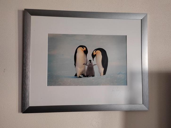 FRANS LANTING PENGUINS GESIGNEERD, Antiek en Kunst, Kunst | Tekeningen en Foto's, Ophalen