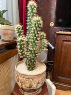 LEVENSECHTE CACTUS, Ophalen, Nieuw, Binnen