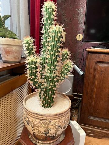 LEVENSECHTE CACTUS beschikbaar voor biedingen