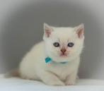 Britse korthaar kittens ( cinnamon points), Dieren en Toebehoren, Katten en Kittens | Raskatten | Langhaar, Meerdere dieren, Ontwormd