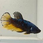 Betta splendens man 50, Dieren en Toebehoren, Vissen | Aquariumvissen, Vis