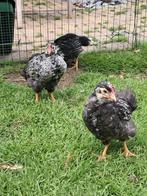 Barnevelder dubbelgezoomd haantjes, Dieren en Toebehoren, Pluimvee, Mannelijk, Kip
