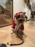 Honden kerstjasje. Voor kleine honden zoals Jack Russels, Ophalen
