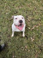 American bully, 1 tot 2 jaar, Eén hond, Nederland, Particulier