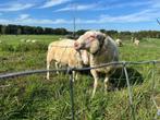 Dekram Fries Melkschaap te koop., Dieren en Toebehoren, Mannelijk, Schaap, 3 tot 5 jaar