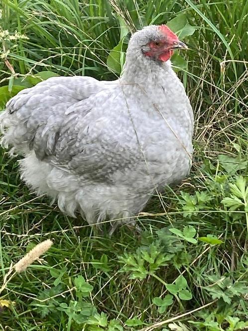 Parelgrijs Koekoek orpington groot van 2025, Dieren en Toebehoren, Pluimvee, Kip, Mannelijk
