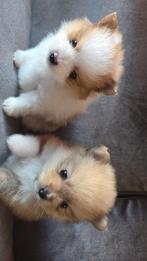 Pomeriaan puppy's, Dieren en Toebehoren, Keeshond, Teef, Meerdere, Nederland