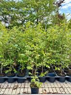 Groene beuken 80/100 cm, Tuin en Terras, Planten | Struiken en Hagen, Ophalen, Beukenhaag