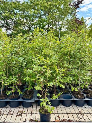 Groene beuken 80/100 cm beschikbaar voor biedingen