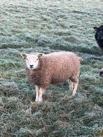 Weide lam ooi schaap geboren begin september, Vrouwelijk, Schaap