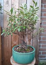 Olijfboom bonsai (Olea europaea), Tuin en Terras, Planten | Bomen, Volle zon, Bloeit niet, Ophalen of Verzenden, Olijfboom