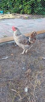 Mooie kippen te koop!, Dieren en Toebehoren, Pluimvee, Vrouwelijk, Kip
